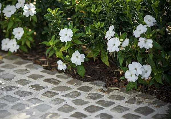 Backyard Stone Pathway and Softscaping