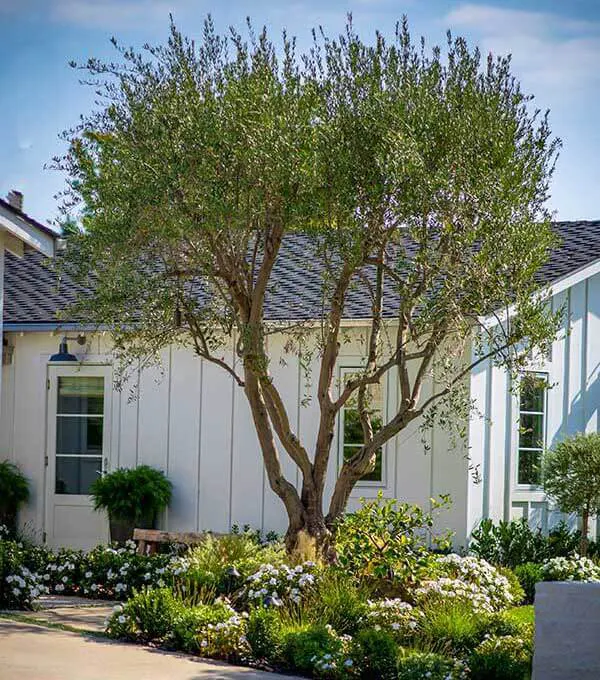 Expert Tree Installation Services in Orange County, CA