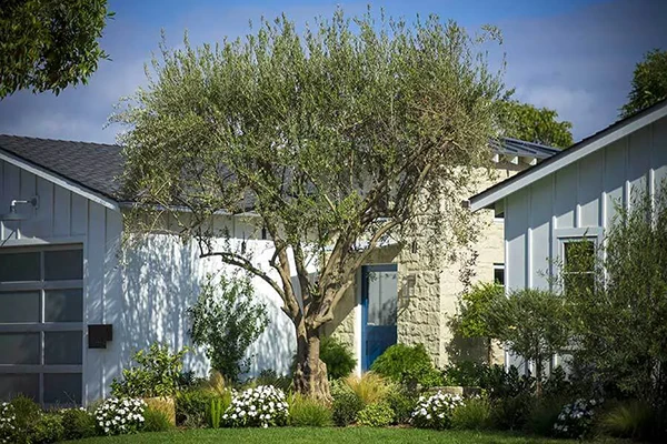 New Planting and Olive Tree Installation