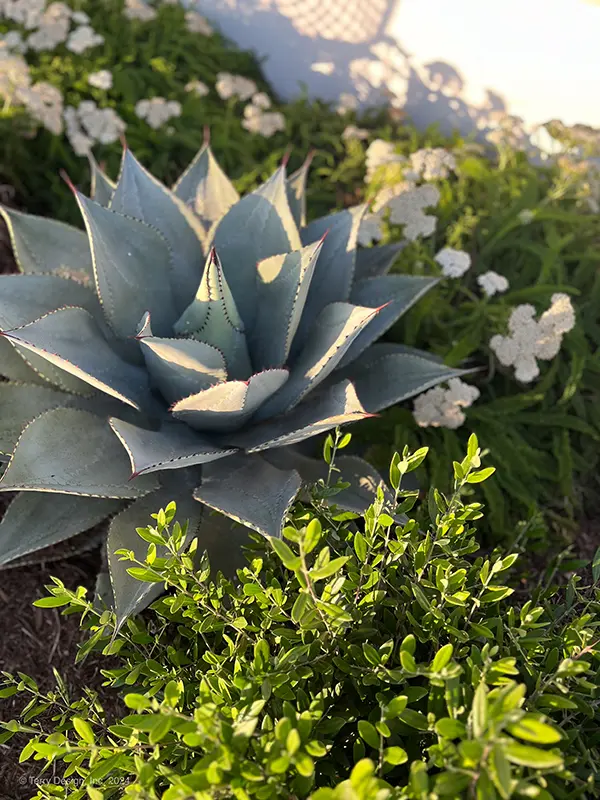 Landscape Design Planting Details OC